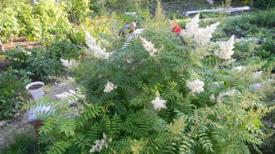 Кустарник рябинник рябинолистный