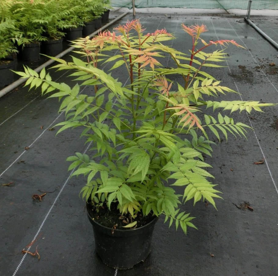 Рябинник иволистный Сэм