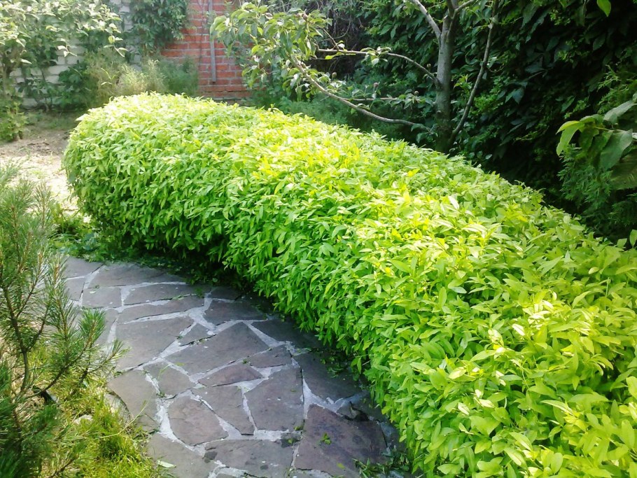 Рябинник рябинолистный Живая изгородь