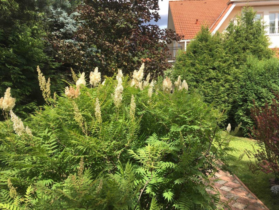 Рябинник рябинолистный Сэм