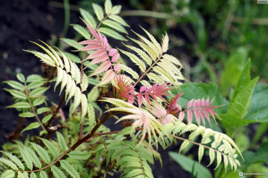 Рябинник рябинолистный (Sorbaria sorbifolia)