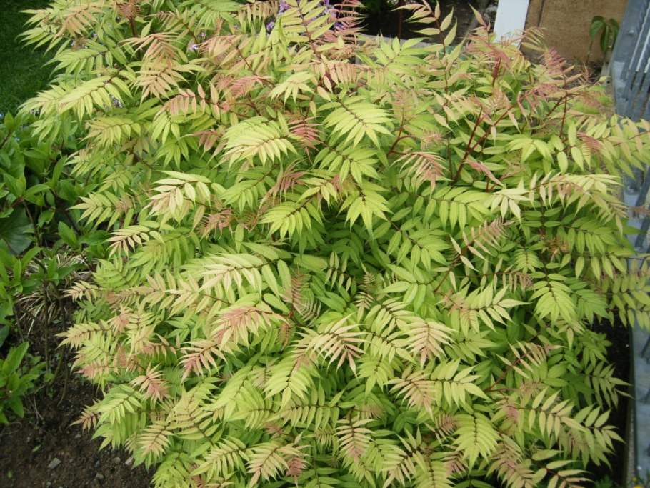 Рябинник рябинолистный (Sorbaria sorbifolia `Matcha Ball`)