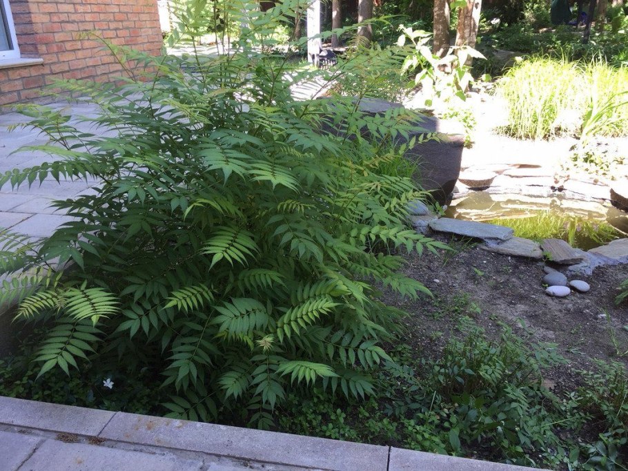 Рябинник рябинолистный (Sorbaria sorbifolia)