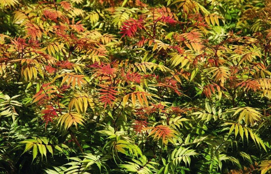 Рябинник рябинолистный (Sorbaria sorbifolia)