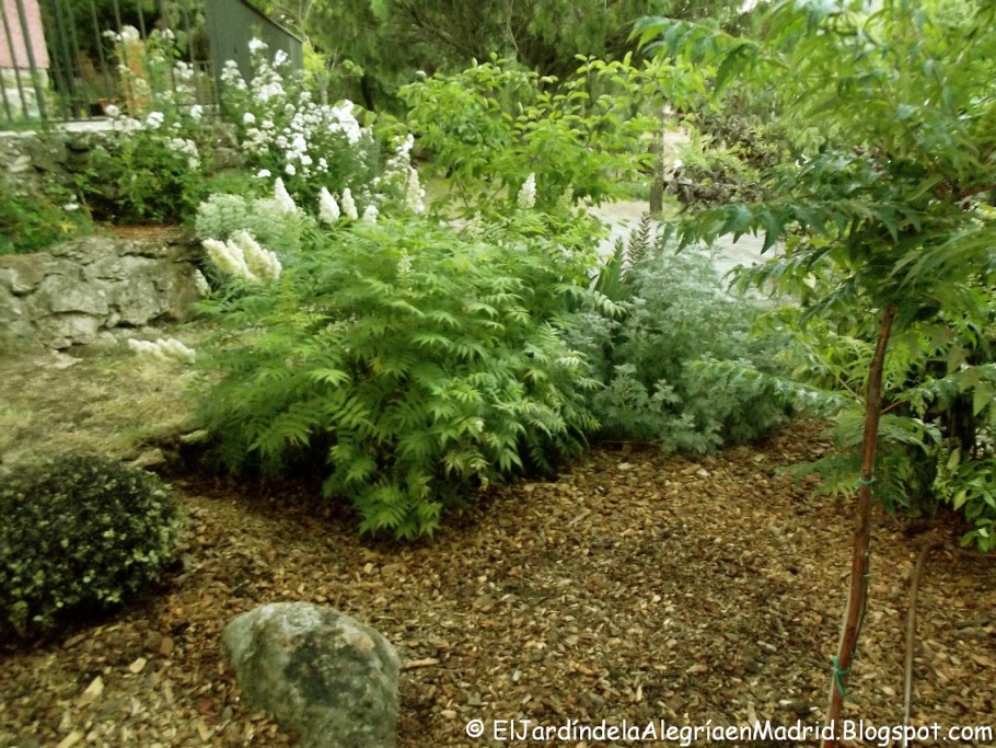 Рябинник рябинолистный Сэм