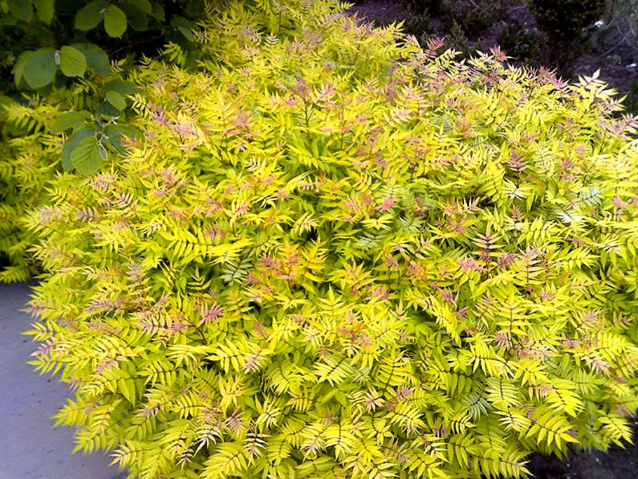 Рябинник рябинолистный Сэм