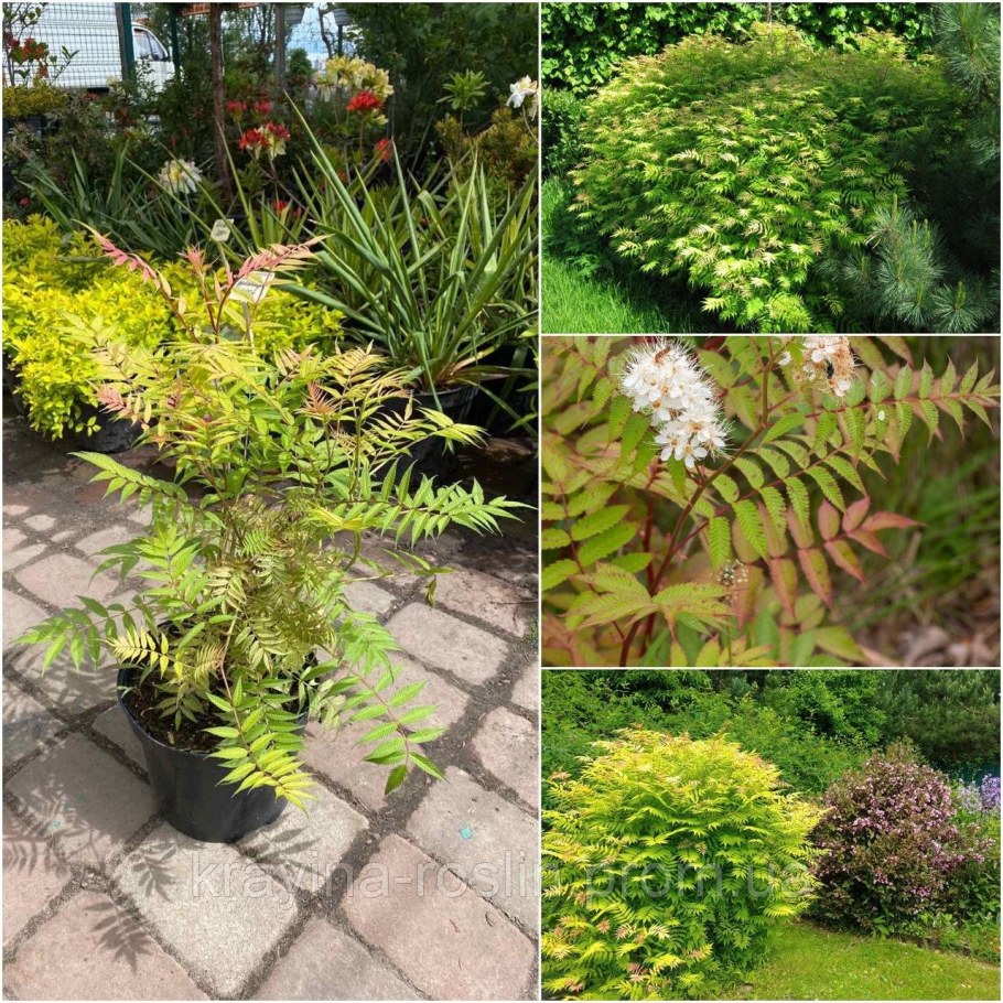 Рябинник рябинолистный (Sorbaria sorbifolia `sem`)