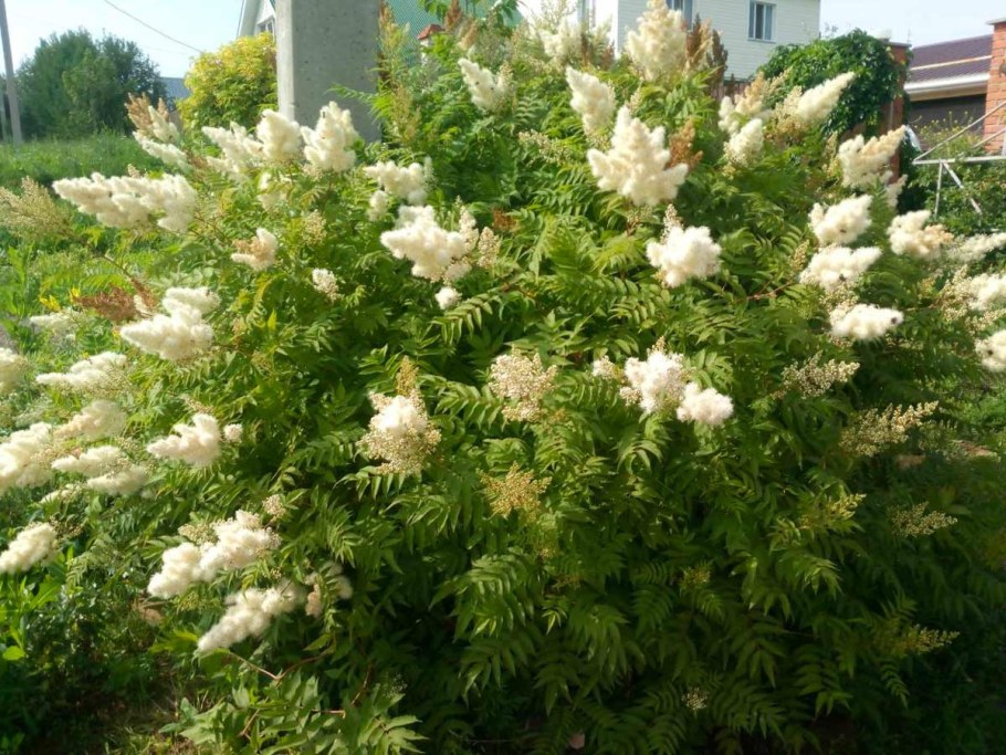 Спирея рябинолистная рябинник