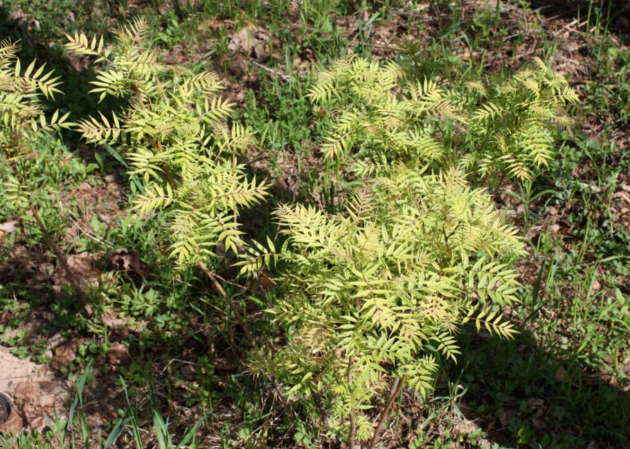 Рябинник рябинолистный (Sorbaria sorbifolia `sem`)