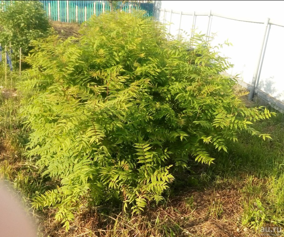 Рябинник рябинолистный