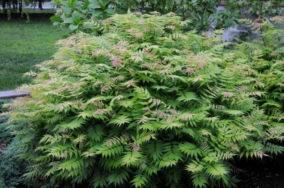 Спирея рябинолистная Сэм