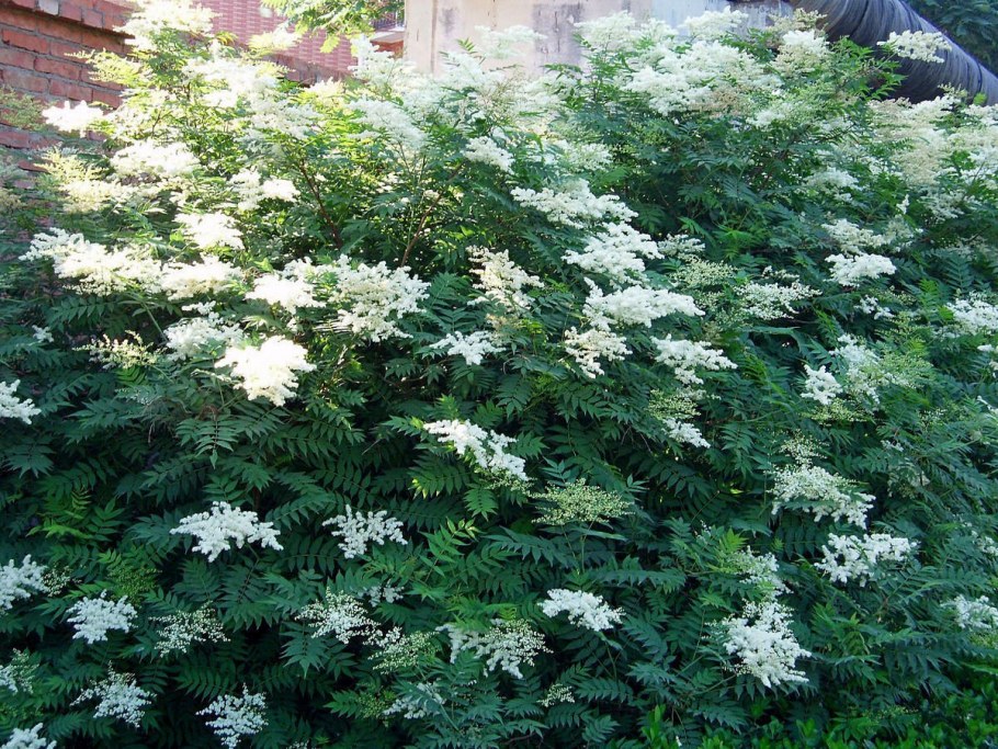 Спирея рябинник рябинолистный