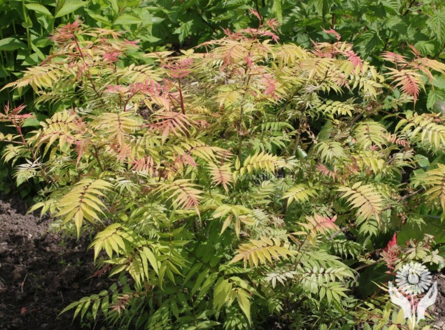 Рябинник рябинолистный (Sorbaria sorbifolia)