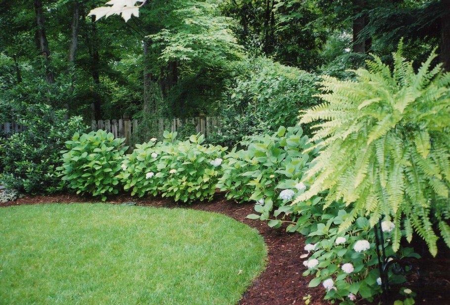 Спирея рябинолистная рябинник