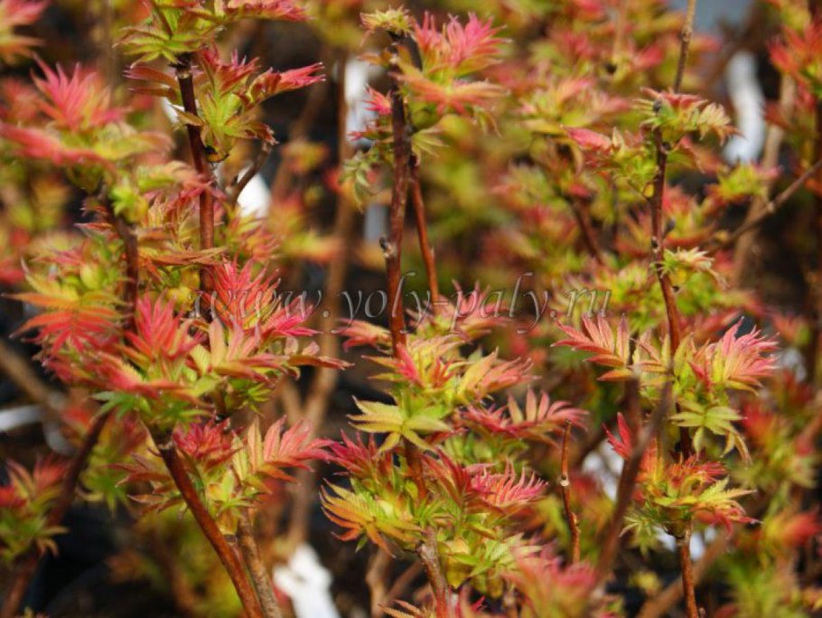 Рябинник рябинолистный Сэм