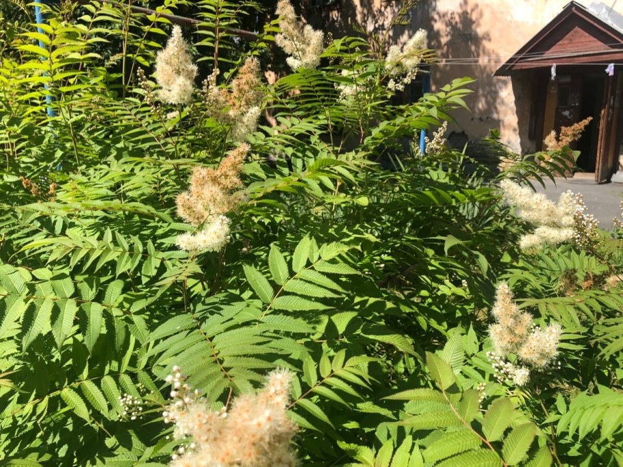 Рябинник рябинолистный