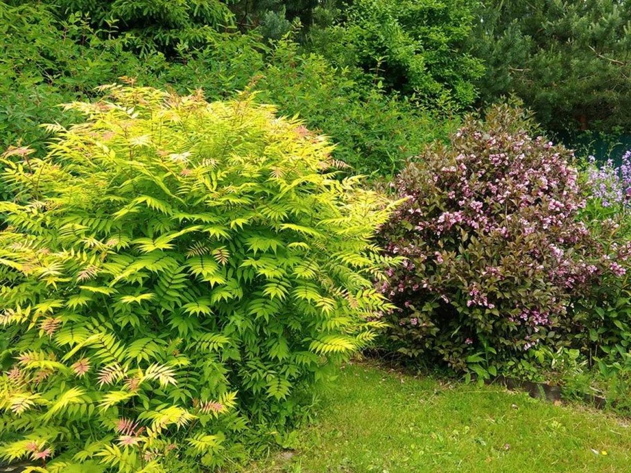 Рябинник Сэм