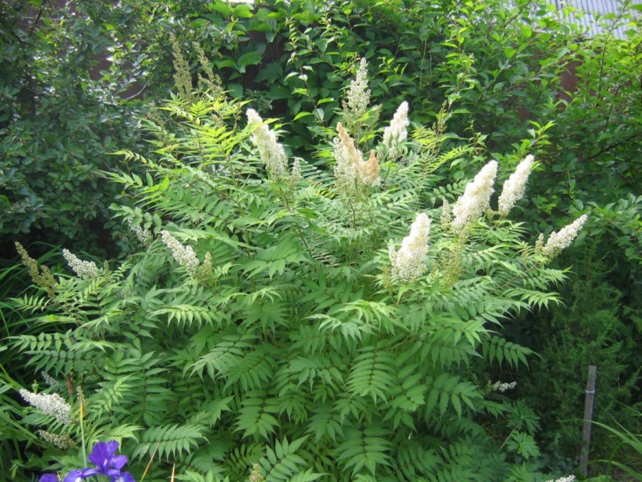 Спирея рябинник рябинолистный