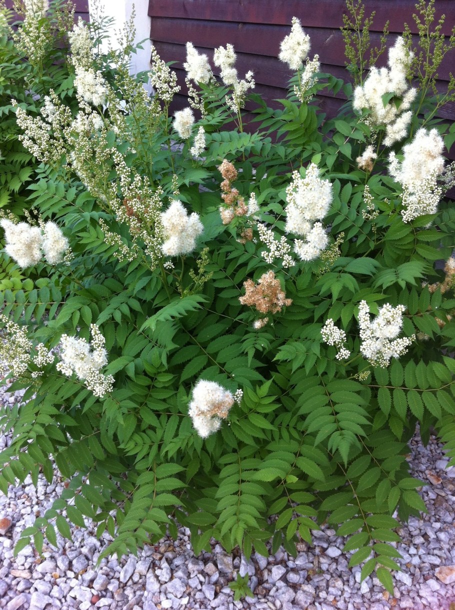 Спирея рябинолистная