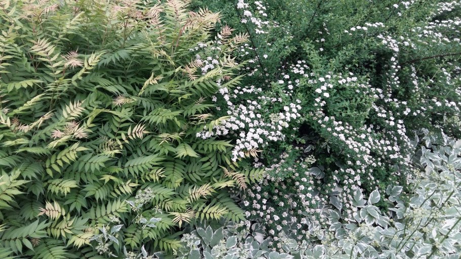 Рябинник рябинолистный Сэм