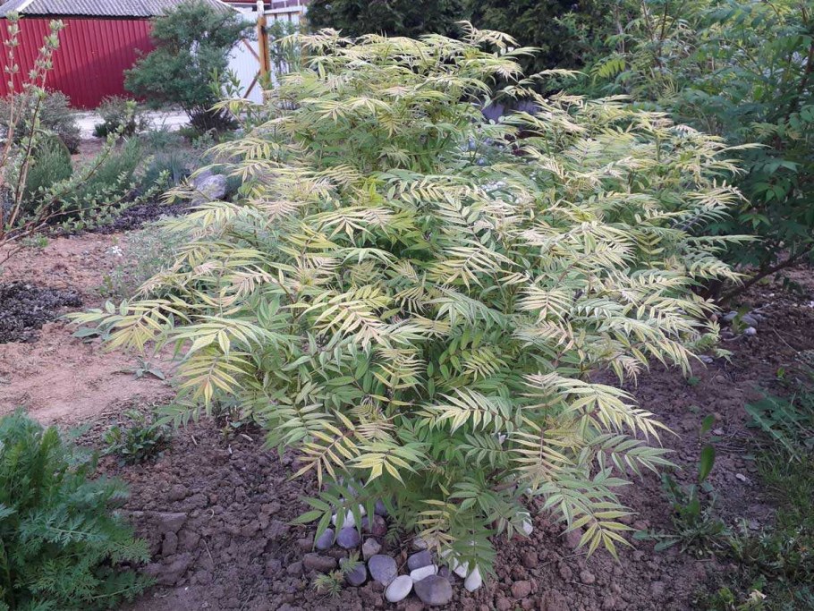 Рябинник рябинолистный Сэм