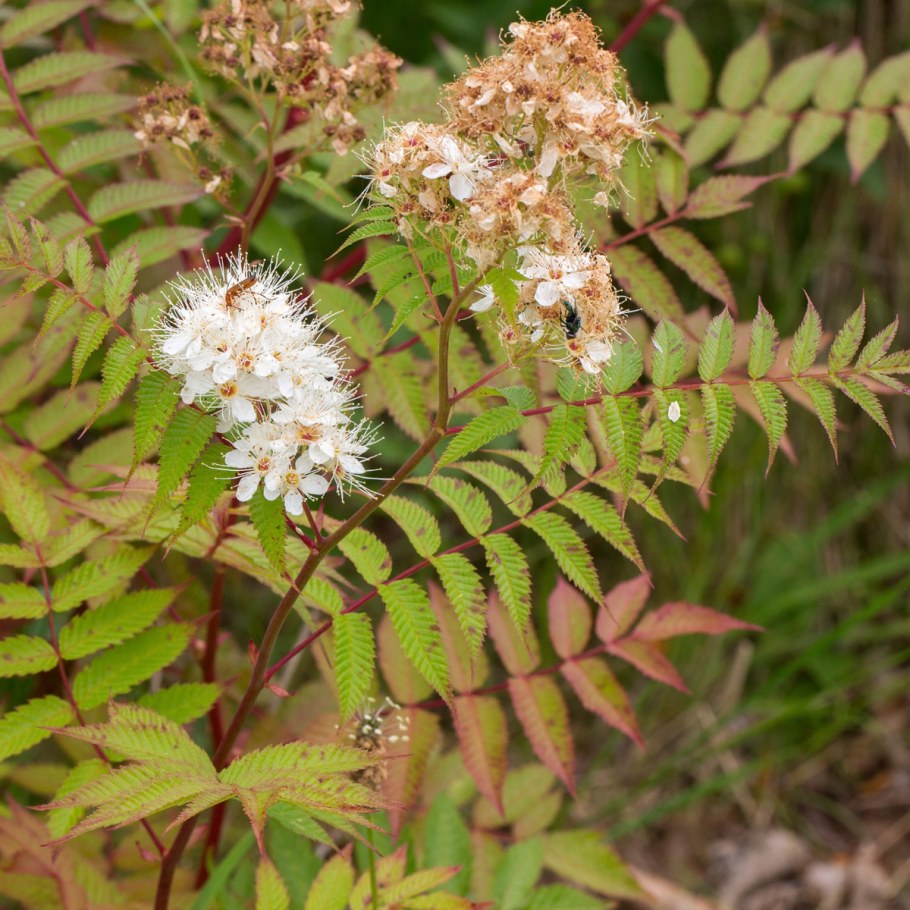 Рябинник рябинолистный цветет