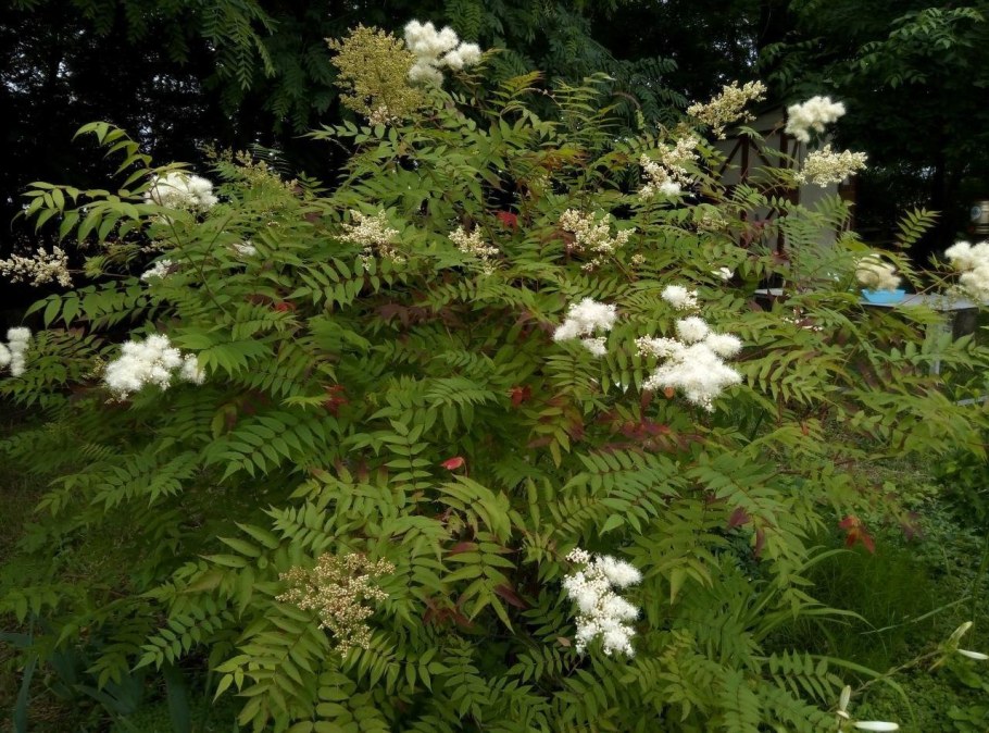 Рябинник рябинолистный (Sorbaria sorbifolia `sem`)
