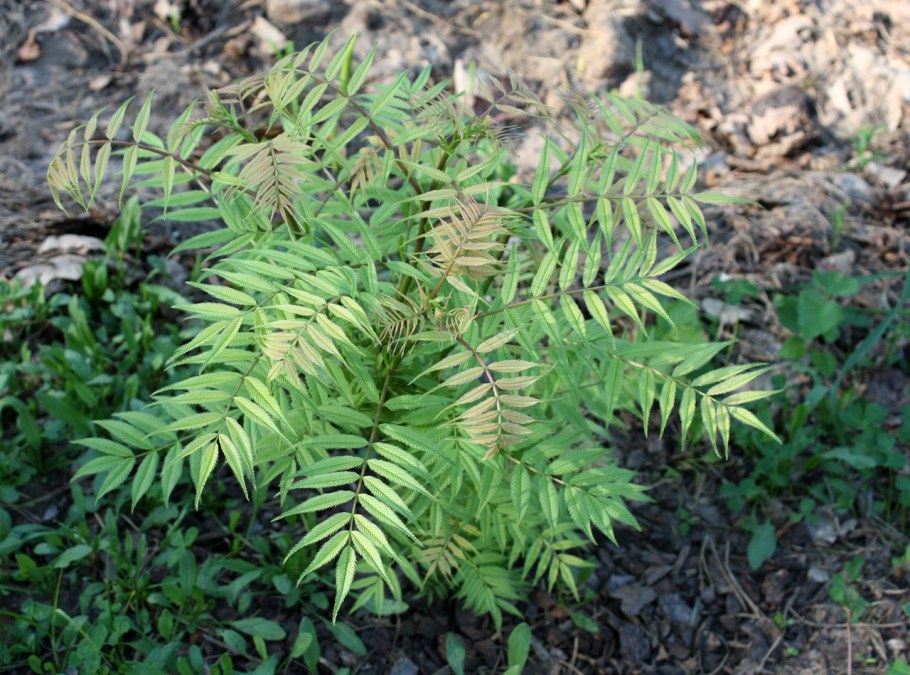 Рябинник рябинолистный Сэм