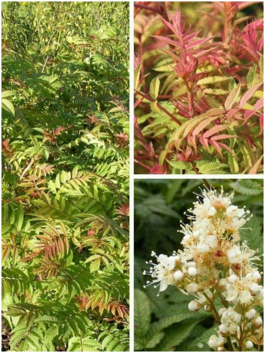 Рябинник рябинолистный sem