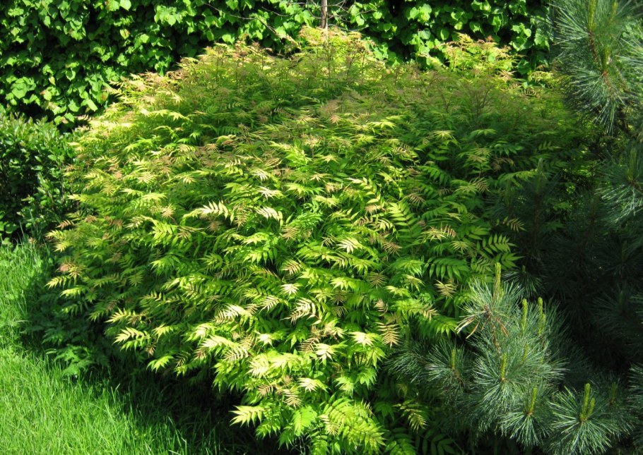 Рябинник калинолистный