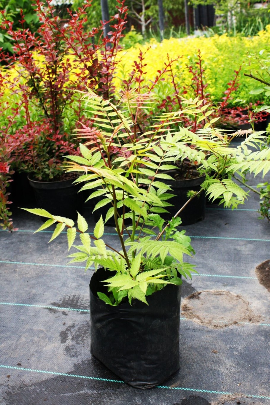 Рябинник рябинолистный