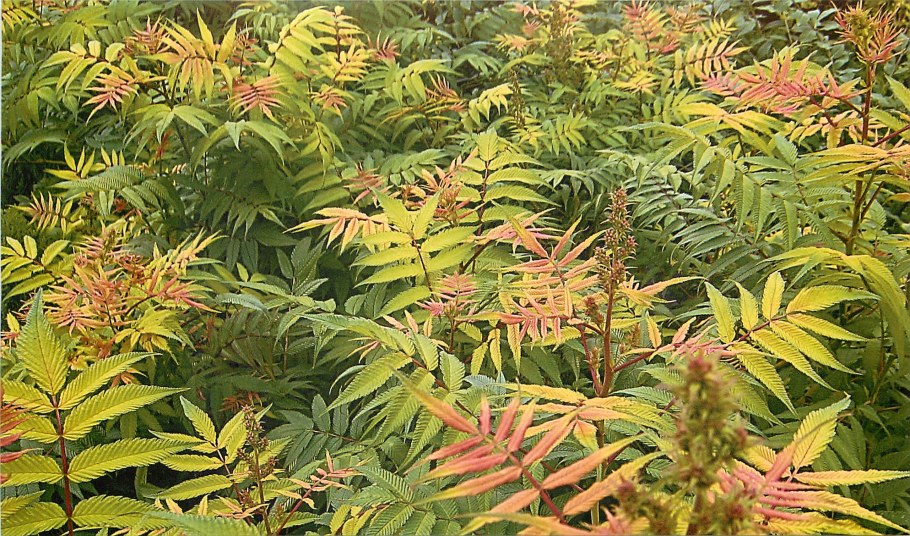 Рябинник рябинолистный (Sorbaria sorbifolia)