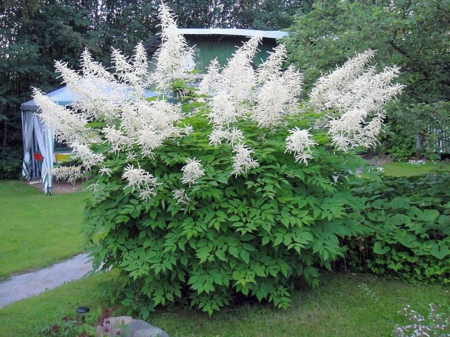 Волжанка Арункус обыкновенная