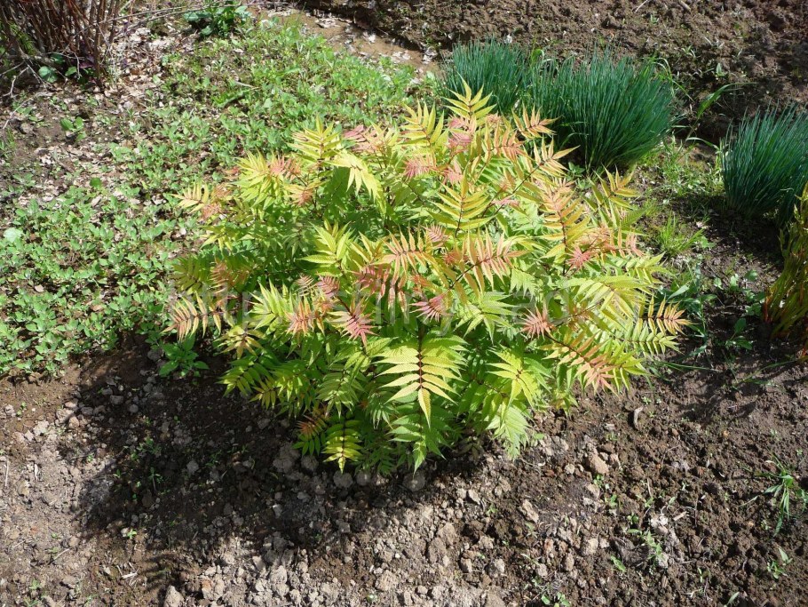 Рябинник рябинолистный (Sorbaria sorbifolia `sem`)