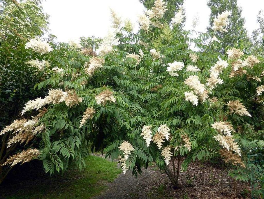 Спирея рябинник рябинолистный