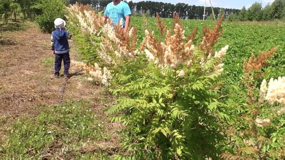 Спирея рябинолистная Сэм