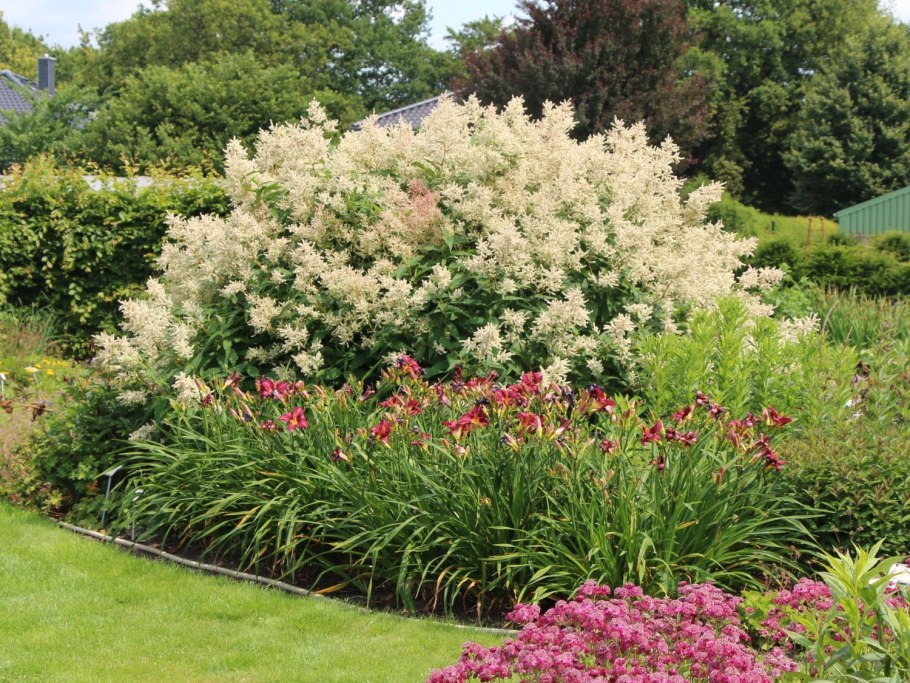 Рябинник рябинолистный