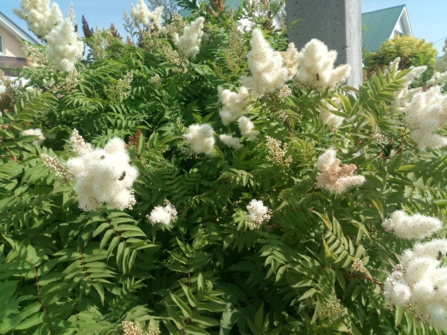 Спирея рябинник рябинолистный