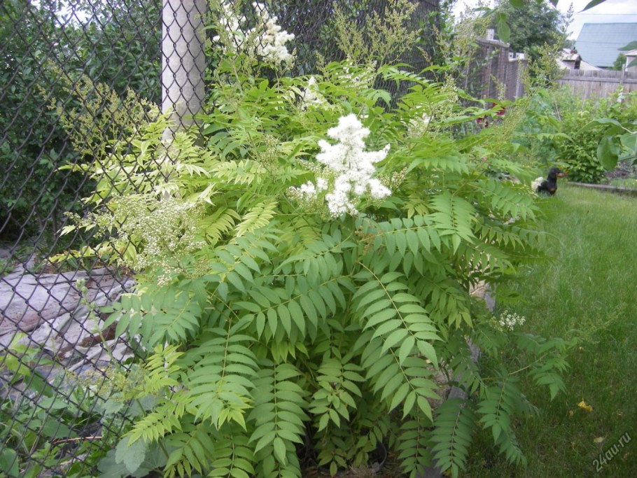 Рябинник рябинолистный `Сэм` Sorbaria sorbifolia `sem` ®