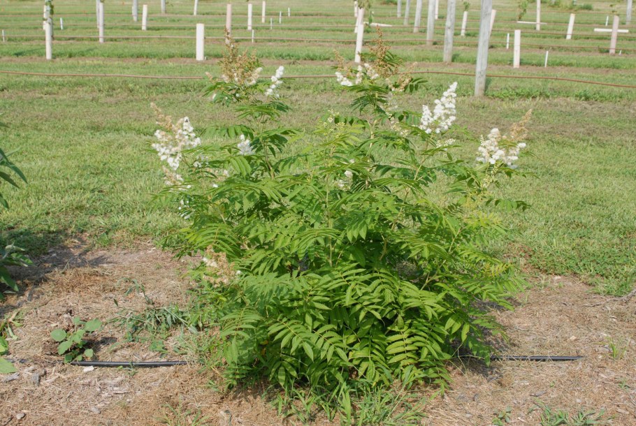 Рябинник (растение)рябинолистный Сэм