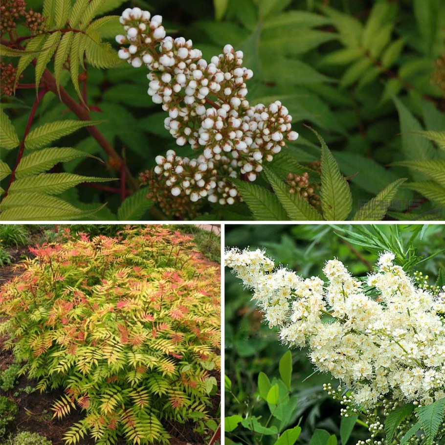 Рябинник рябинолистный