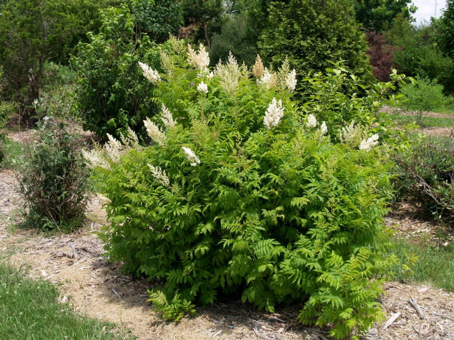 Рябинник рябинолистный `Сэм` Sorbaria sorbifolia `sem` ®