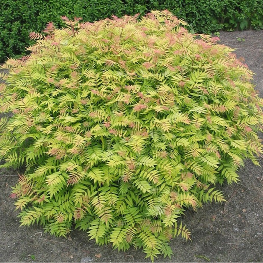 Рябинник рябинолистный Сэм