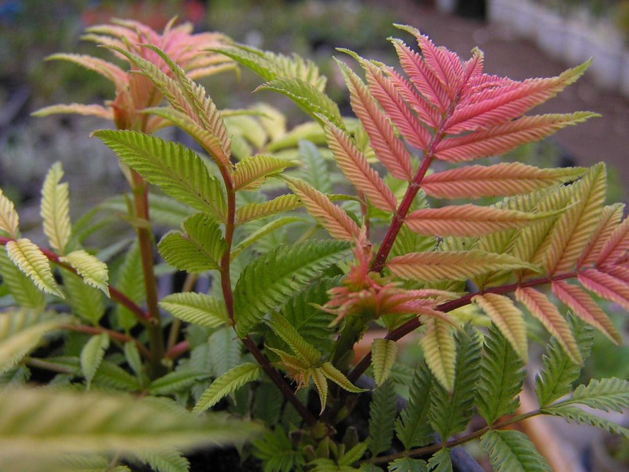 Рябинник рябинолистный sem