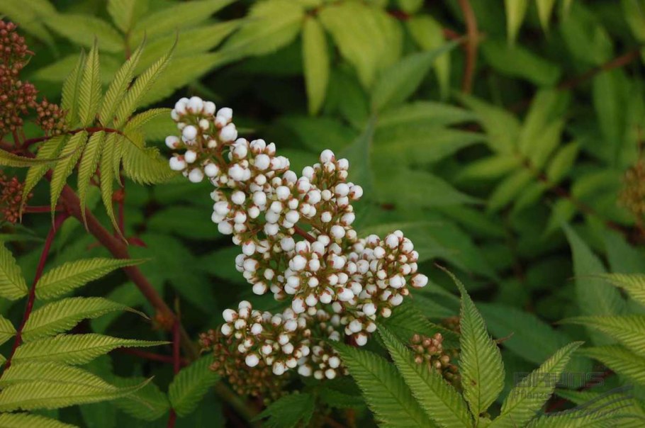 Рябинник рябинолистный Сэм