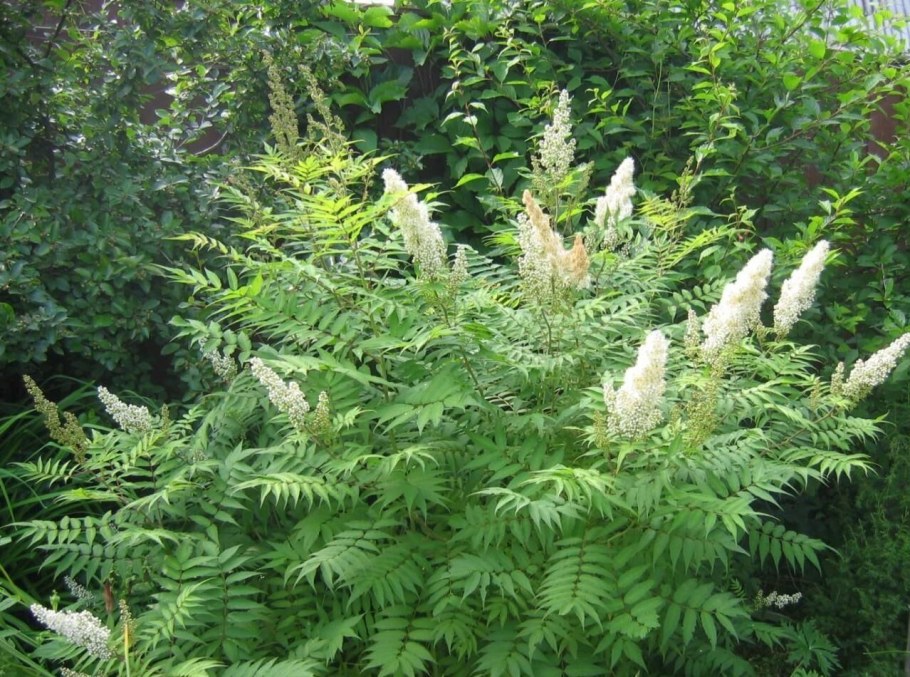 Рябинник рябинолистный Сэм