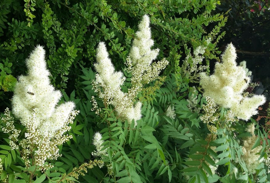 Спирея рябинолистная