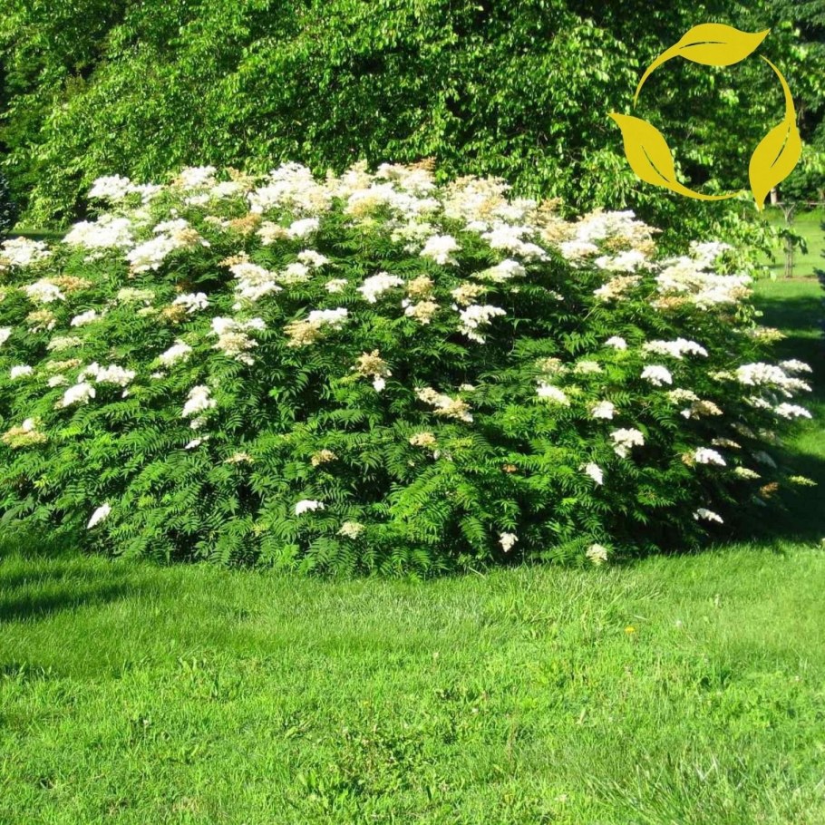 Рябинник рябинолистный (Sorbaria sorbifolia `sem`)