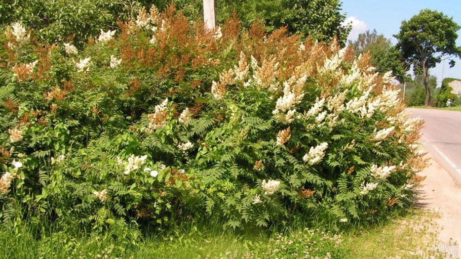 Рябинник рябинолистный Сэм