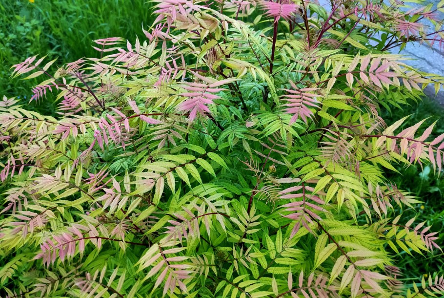 Рябинник рябинолистный